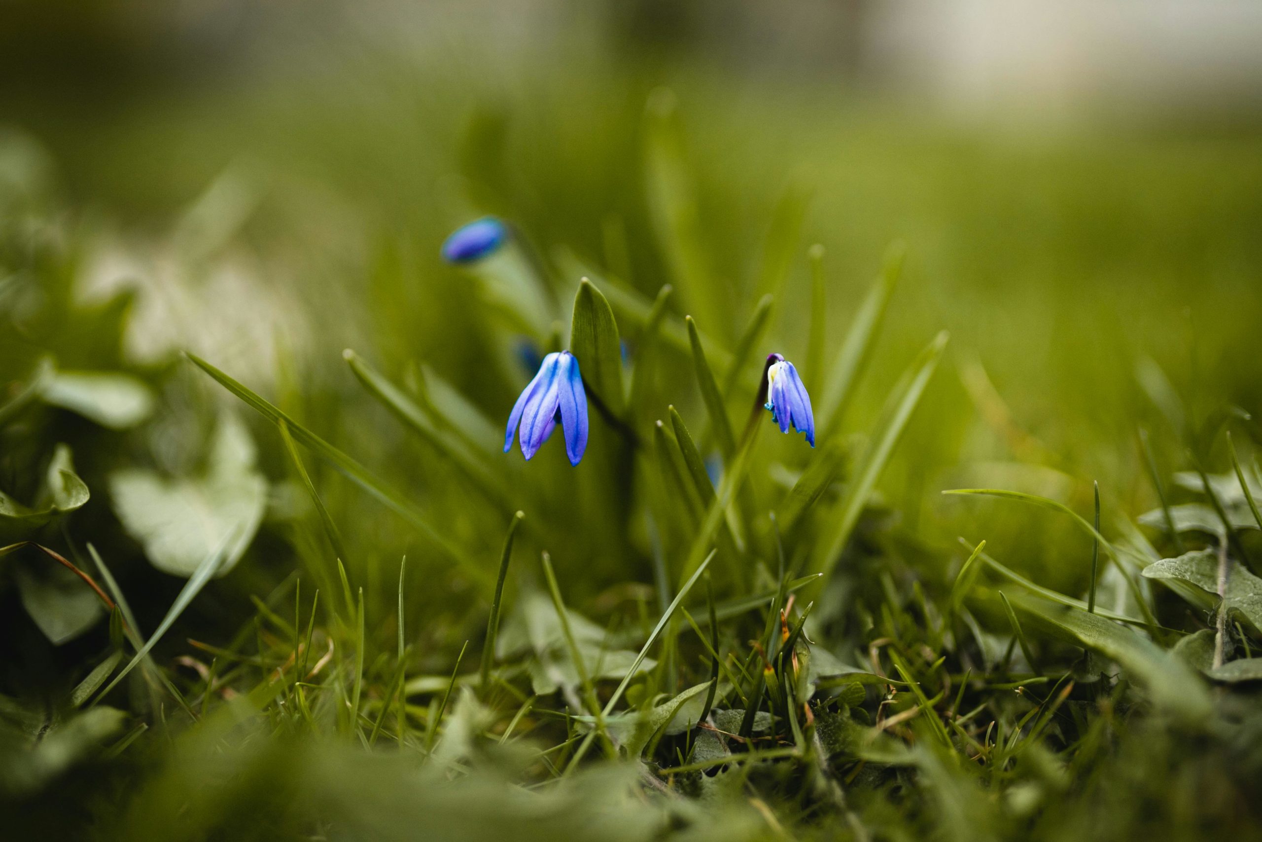 Read more about the article Market Commentary: Signs of Spring