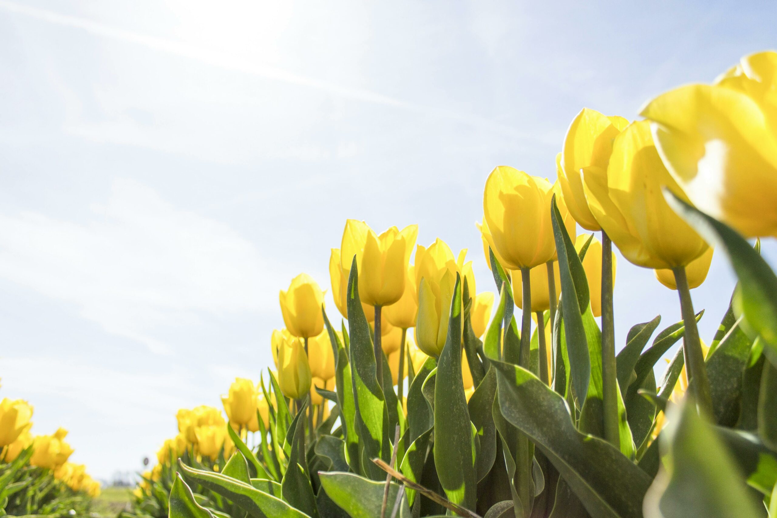 Read more about the article Market Commentary: A Strong First Quarter
